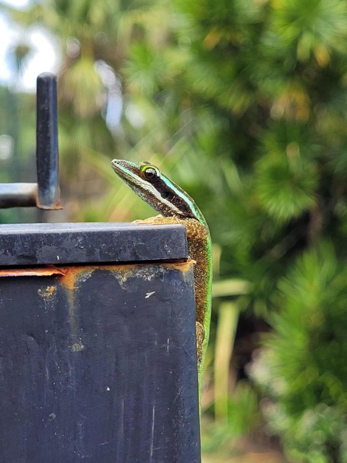 Le Gecko Vert Manapany-les Bains Buitenkant foto